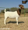 1 X BOER GOAT STUD PREGNANT DOE Ruan Mans - 2