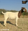 1 X BOER GOAT STUD PREGNANT DOE Ruan Mans - 2