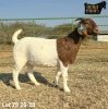 1 X BOER GOAT FLOCK ON COLOUR PREGNANT DOE Ruan Mans - 2