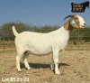 1 X BOER GOAT STUD PREGNANT DOE Ruan Mans - 2