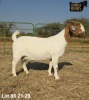 1 X BOER GOAT FLOCK ON TEAT PREGNANT DOE Ruan Mans - 2