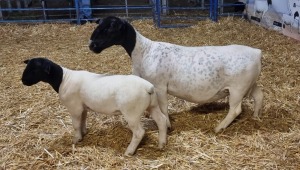 Lot 71 1x DORPER OOI/EWE Mickey Phillips & Son Dorpers TYPE 5