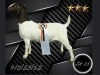 1 X BOER GOAT STUD PREGNANT DOE Aries Boerbokstoet - 2
