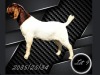 1 X BOER GOAT FLOCK BUCK Aries Boerbokstoet - 2