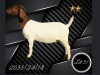 1 X BOER GOAT FLOCK PREGNANT DOE Aries Boerbokstoet - 2