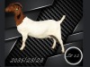1 X BOER GOAT FLOCK ON COLOUR PREGNANT DOE Aries Boerbokstoet - 2