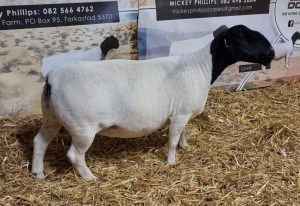 Lot 72 1x DORPER OOI/EWE Mickey Phillips & Son Dorpers TYPE 5