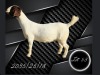 1 X BOER GOAT FLOCK PREGNANT DOE Aries Boerbokstoet - 2