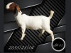 1 X BOER GOAT FLOCK DOE Aries Boerbokstoet - 2