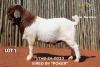 1 X BOER GOAT BUCK Passano Boerdery - 2