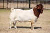 1 X BOER GOAT BUCK Bosland Boerdery - 2