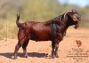 1 X KALAHARI RED BUCK Bernick Fourie Kalahari Reds - 2