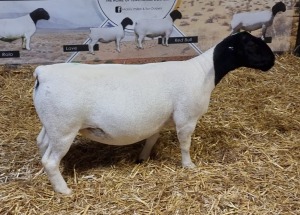 Lot 73 1x DORPER OOI/EWE Mickey Phillips & Son Dorpers TYPE 5