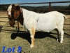 1 X BOER GOAT BUCK Schoonheid Boerbok Stoet - 2