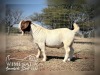 1 X BOER GOAT BUCK Wimi Sada Boerbokstoet - 2