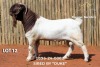 1 X BOER GOAT BUCK Passano Boerdery - 2