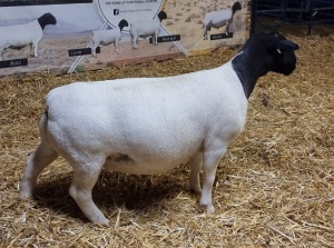 Lot 35 1x DORPER OOI/EWE Mickey Phillips & Son Dorpers TYPE 5