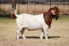 1 X BOER GOAT BUCK Bosland Boerdery - 2