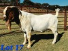 1 X BOER GOAT BUCK Schoonheid Boerbok Stoet - 2