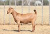 1 X KALAHARI RED DOE Anton & Rickus Bothma - 3
