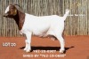 1 X BOER GOAT DOE Passano Boerdery - 2