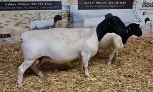 Lot 75 1x DORPER OOI/EWE Mickey Phillips & Son Dorpers TYPE 5