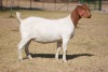 1 X BOER GOAT DOE Bosland Boerdery - 2