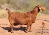 1 X KALAHARI RED DOE Bernick Fourie Kalahari Reds - 2