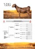 1 X KALAHARI RED DOE Vandergoat Stud - 2