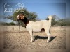 1 X BOER GOAT DOE Wimi Sada Boerbokstoet - 2