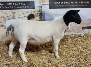 Lot 51 1x DORPER OOI/EWE Mickey Phillips & Son Dorpers TYPE 5