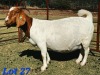 1 X BOER GOAT DOE Schoonheid Boerbok Stoet - 2