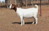 1 X BOER GOAT DOE Fourie Boerbokstoet - 2