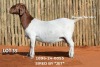 1 X BOER GOAT DOE Passano Boerdery - 2