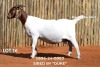 1 X BOER GOAT DOE Passano Boerdery - 2