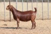 1 X KALAHARI RED DOE Anton & Rickus Bothma - 3
