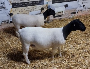 Lot74 2x DORPER OOI/EWE Mickey Phillips & Son Dorpers TYPE 5 (Per Piece to take lot)