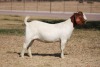 1 X BOER GOAT DOE Bosland Boerdery - 2