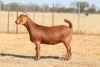 1 X KALAHARI RED DOE Anton & Rickus Bothma - 3