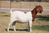 1 X BOER GOAT DOE Bosland Boerdery - 2