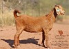 1 X KALAHARI RED DOE Bernick Fourie Kalahari Reds - 2