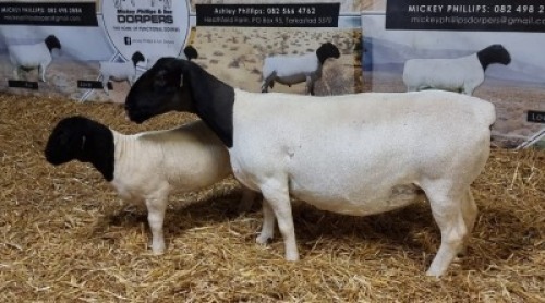 Lot 91 1x DORPER OOI/EWE Mickey Phillips & Son Dorpers TYPE 5