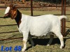 1 X BOER GOAT DOE Schoonheid Boerbok Stoet - 2