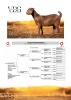 1 X KALAHARI RED DOE Vandergoat Stud - 2