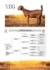 1 X KALAHARI RED DOE Vandergoat Stud - 2