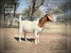 1 X BOER GOAT DOE Wimi Sada Boerbokstoet - 2