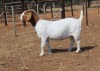 1 X BOER GOAT DOE Fourie Boerbokstoet - 2