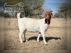 1 X BOER GOAT DOE Wimi Sada Boerbokstoet - 2