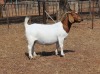1 X BOER GOAT DOE Fourie Boerbokstoet - 2