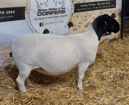 Lot 92 1x DORPER OOI/EWE Mickey Phillips & Son Dorpers TYPE 5